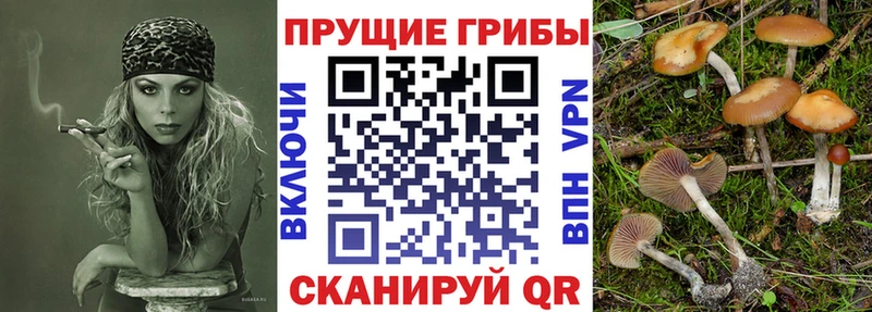 Галлюциногенные грибы Magic Shrooms  где продают наркотики  Богородицк 
